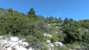 1742908928805 44290137