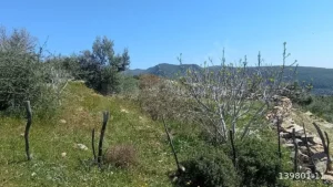 1742908928980 44290137